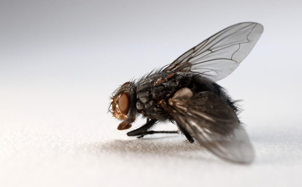 flying, housefly, insect-6397200.jpg